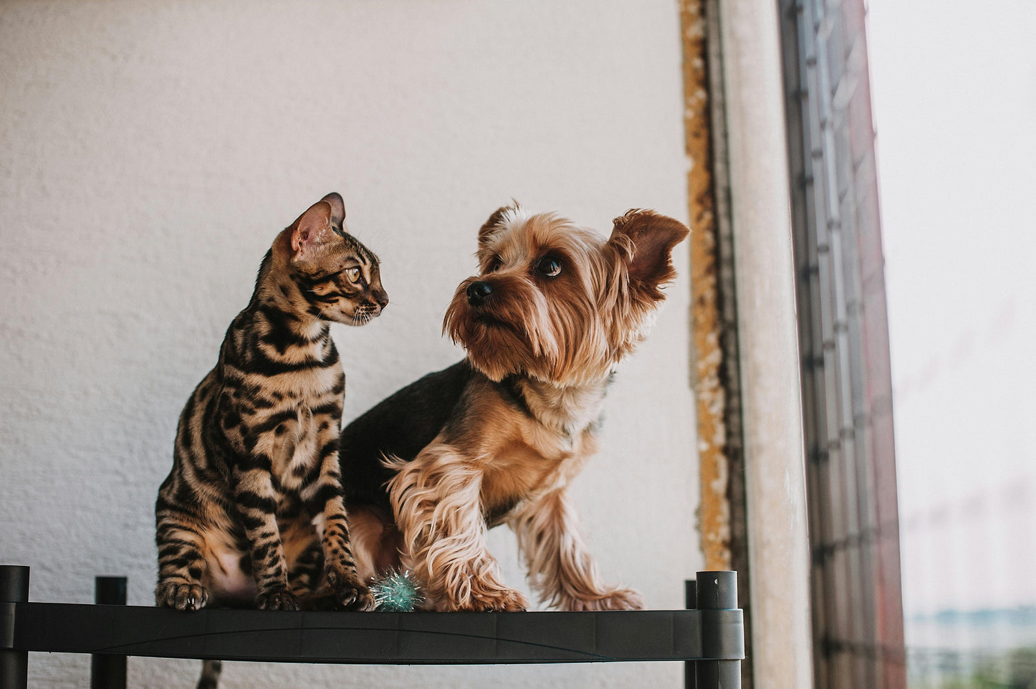 Pets Essentials